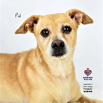Photo of Pal #image