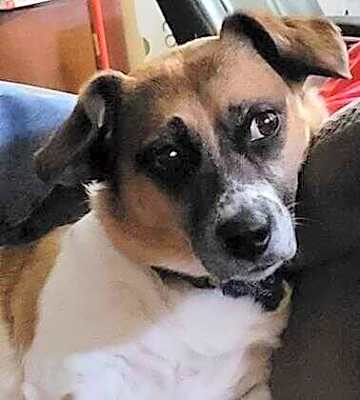 Photo of Scotty #image