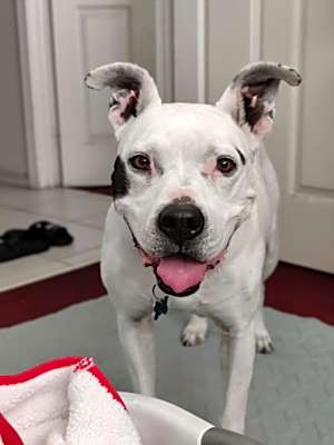 Photo of Laila-Spunky Senior #image