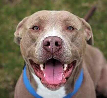 Photo of Ziggy #image