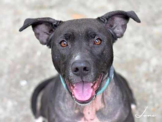 Photo of Junebug #image