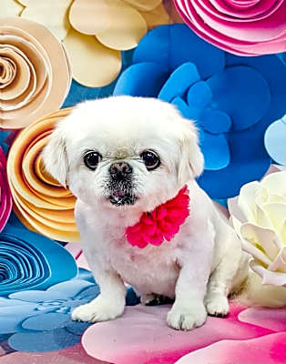 Photo of Annie #image