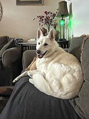 Photo of Yeti #image