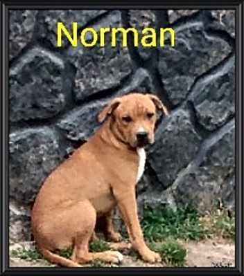 Photo of Norman #image