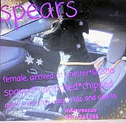 Photo of SPEARS #image