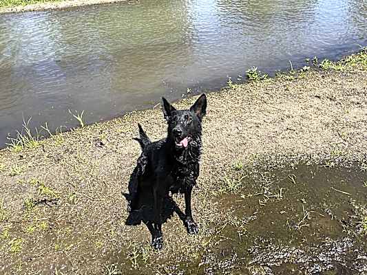 Photo of Vader #image