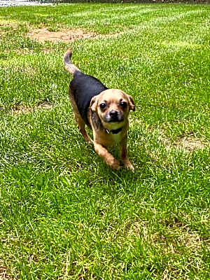 Photo of Buster #image