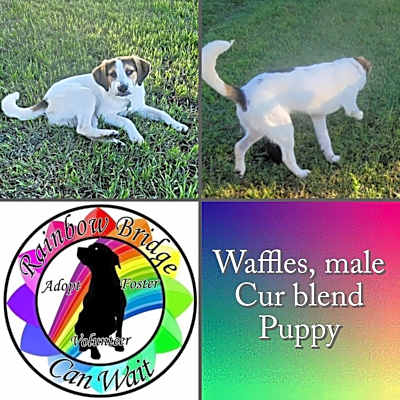 Photo of Waffles #image