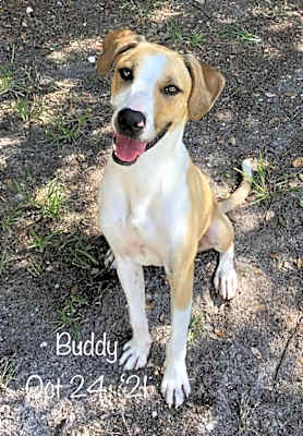 Photo of Buddy #image