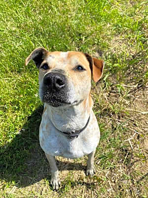 Photo of Cheeto #image