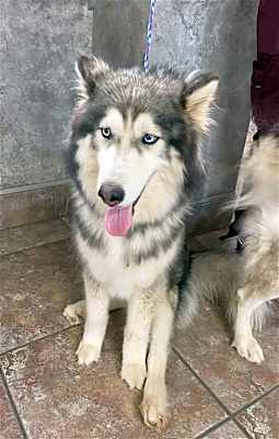Photo of Aurora *Special Medical Needs* #image