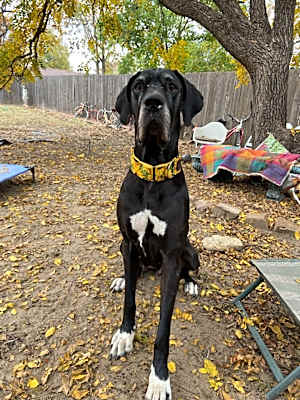 Photo of Cocoa #image