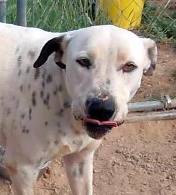 Photo of Spots #image