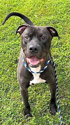 Photo of Bently #image