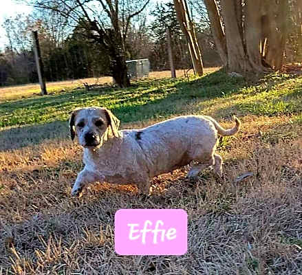 Photo of Effie #image