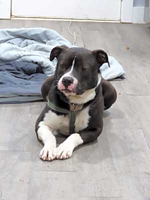 Photo of Duke #image