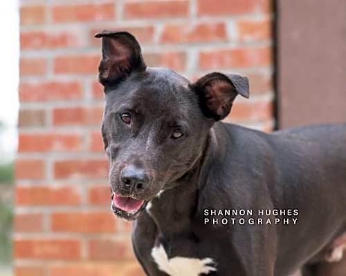 Photo of Rocky aka Ace #image