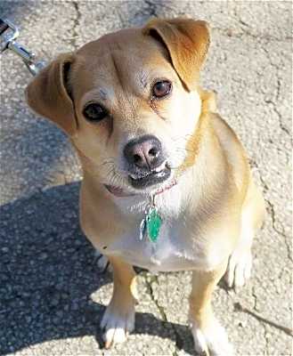 Photo of Beau The Barbarian - DNA tested #image