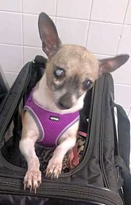 Photo of Ellie Sue #image