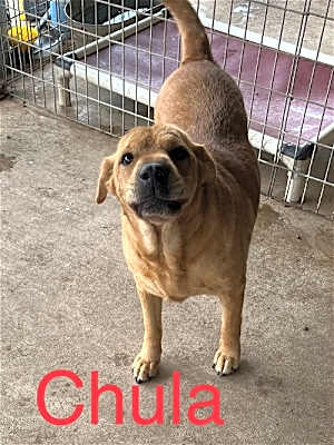 Photo of Chula #image