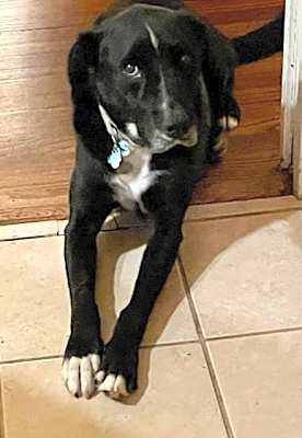 Photo of Ozzie #image
