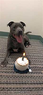 Photo of Ash (Rehoming Fee $50.00) #image