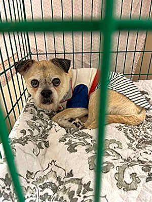 Photo of Pugsley #image