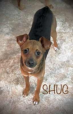 Photo of Shug #image