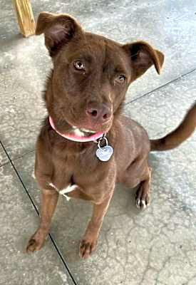 Photo of Maximus - LAFAYETTE, IN #image
