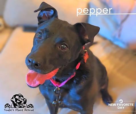 Photo of Pepper #image
