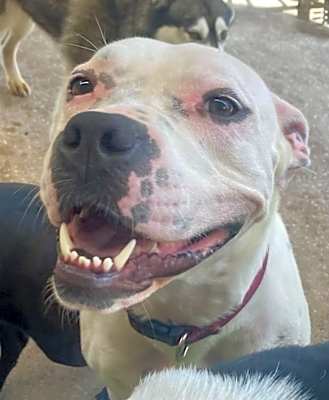 Photo of Daisy #image