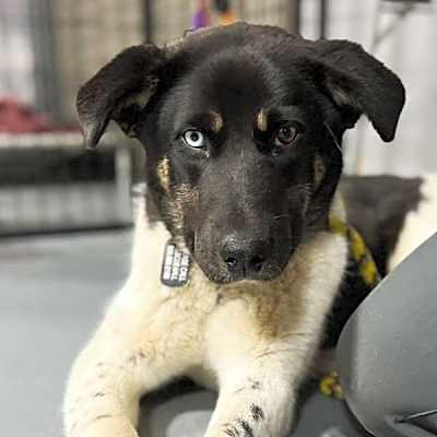 Photo of Cookie  **READ ENTIRE DESCRIPTION** #image