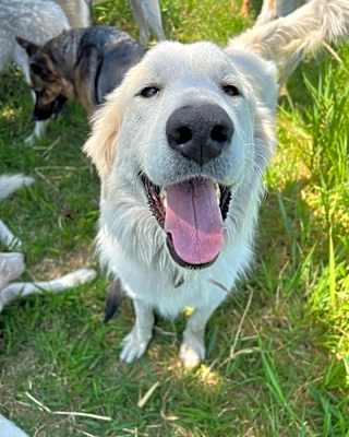 Photo of Bernie *READ ENTIRE DESCRIPTION* #image