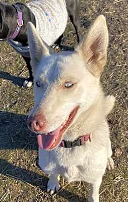 Photo of Nova **READ ENTIRE DESCRIPTION** #image