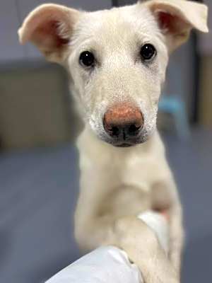 Photo of FELICITY *READ ENTIRE DESCRIPTION* #image