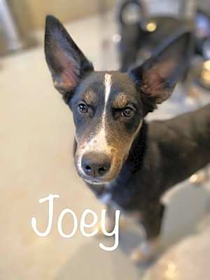 Photo of Joey  *READ ENTIRE DESCRIPTION* #image