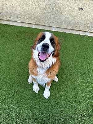 Photo of Samson #image