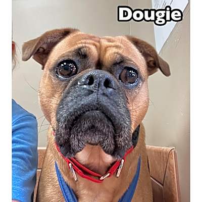Photo of Dougie #image