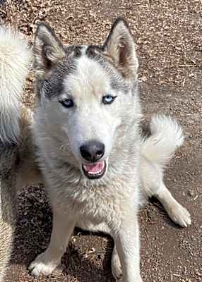 Photo of Ziggy *READ ENTIRE DESCRIPTION* #image
