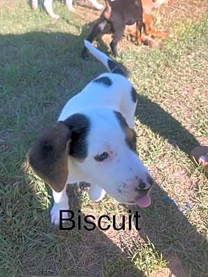 Photo of Biscuit #image