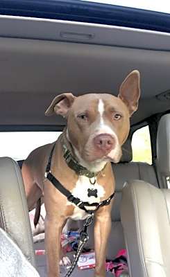 Photo of Chipper #image