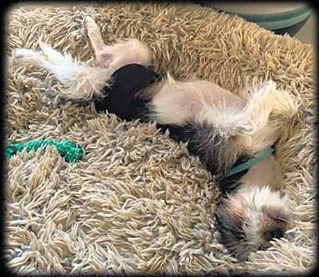 Photo of Teddy #image