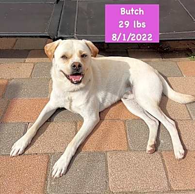 Photo of Butch #image