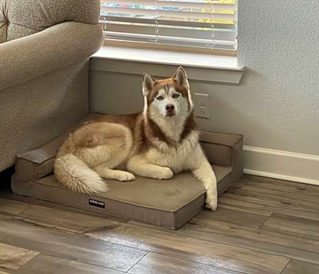 Photo of Coby #image