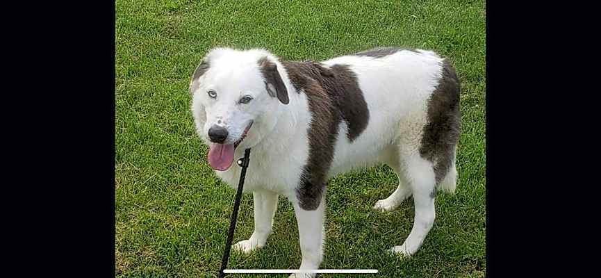 Photo of Rascal #image