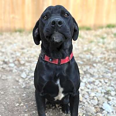 Photo of Shadow (Black Jack) #image