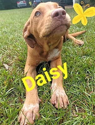 Photo of Daisy (CL 2023) #image