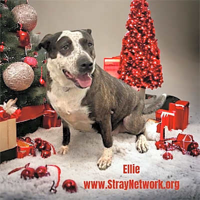 Photo of Ellie #image