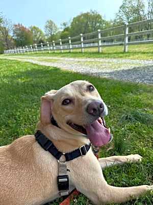 Photo of Scrappy #image