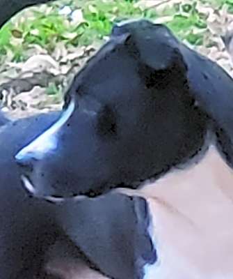 Photo of Skip #image